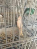 Kanarie vogel, Dieren en Toebehoren