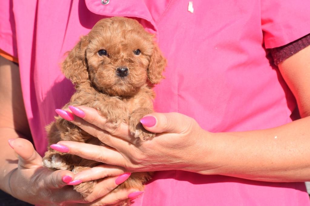 Poedel pups verschillende kleuren, Poedel, België, 8 tot 15 weken, Parvo