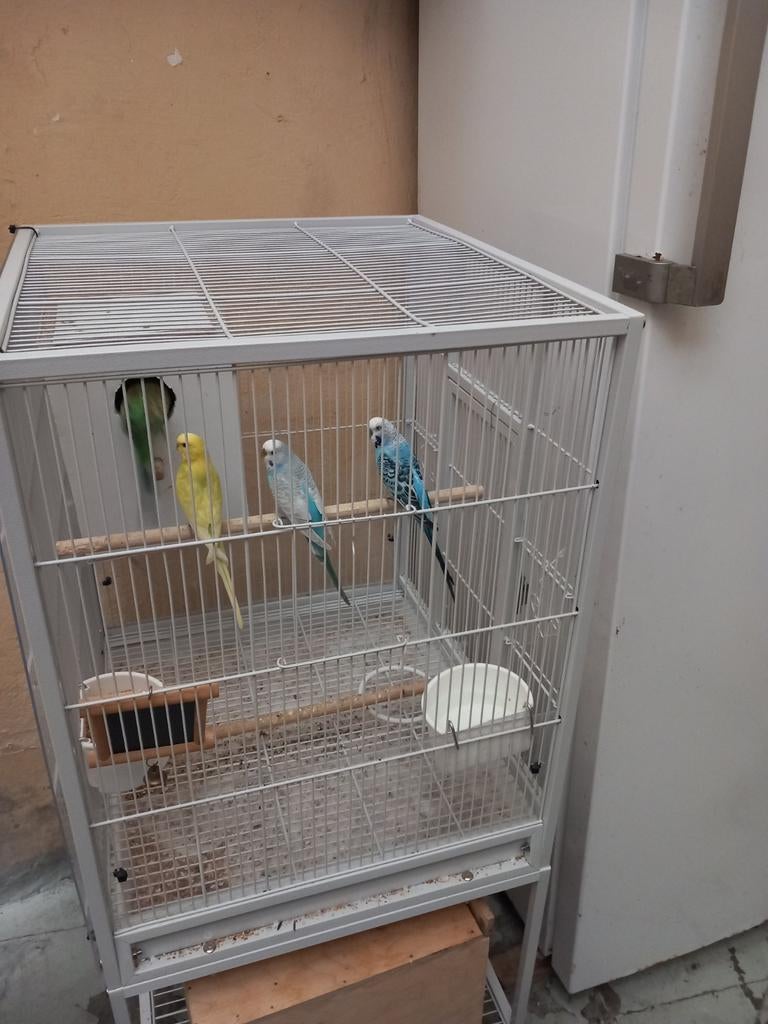 2 koppels grasparkieten, Dieren en Toebehoren, Ophalen