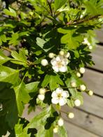 Oude meidoorn bonsai eenstijlige wit., Ophalen