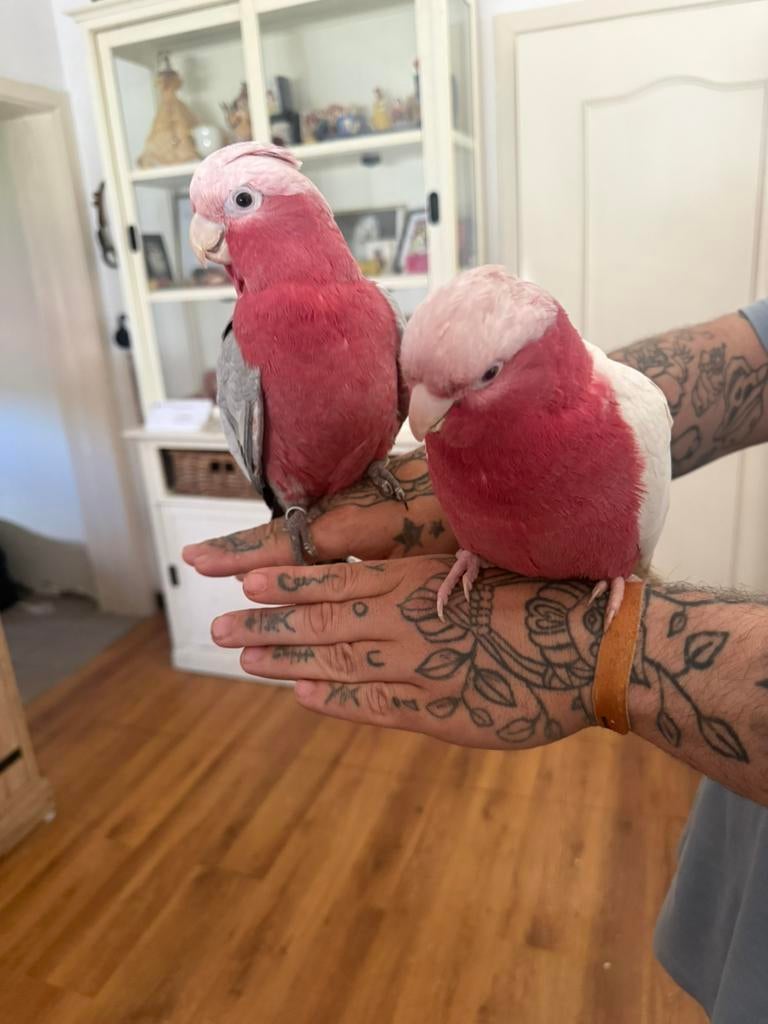 Handtam koppel rose kaketoe lutino en split lutino, Dieren en Toebehoren, Meerdere dieren, Papegaai, Pratend