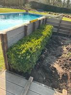 Buxus haagje, 2.5 meter, Tuin en Terras, Planten | Struiken en Hagen, Ophalen, Buxus