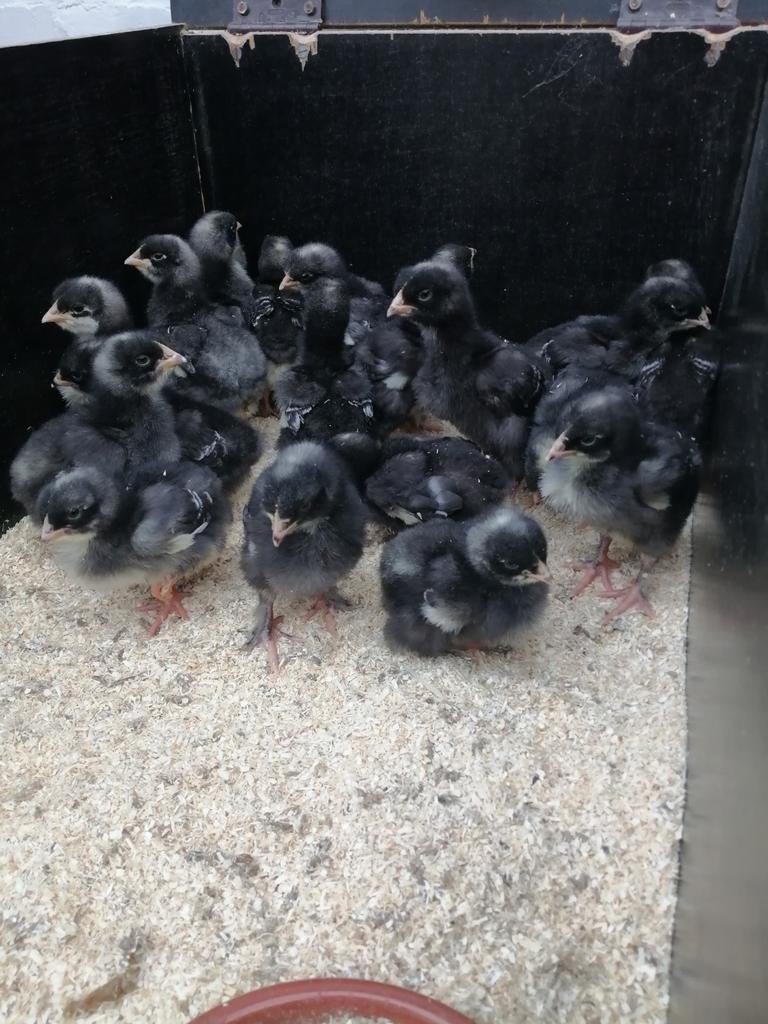 Kuikens Mechelse Koekoek