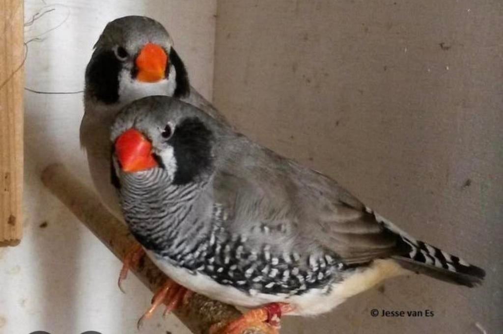 GEZOCHT Zebravink Kweekkoppel zwartwang grijs