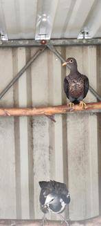 Wongaduif, Animaux & Accessoires, Oiseaux | Pigeons