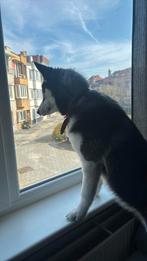Belle fille husky, 15 semaines à 1 an, Hépatite contagieuse (maladie de Rubarth), Chienne, Belgique