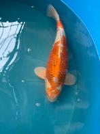 Japanse koi te koop, Dieren en Toebehoren