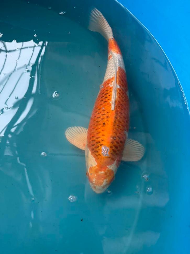 Japanse koi te koop, Animaux & Accessoires, Poissons | Poissons d'étang