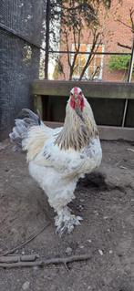 Brahma haan, Dieren en Toebehoren, Pluimvee
