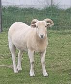 Brebis wiltshire + son agnelle de 2 mois transport possible, Animaux & Accessoires, Femelle, Mouton, 3 à 5 ans