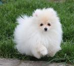 Chiot de Poméranie, Animaux & Accessoires, Loulou, Chien (mâle), Belgique, Un chien