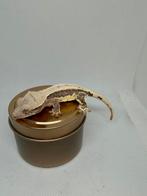 Lilly white wimpergekko