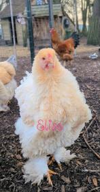 Broedeieren brahma krulveer groothoenders krul kippen, Poule ou poulet