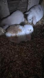 Nederlands hangoor konijn, Mâle, Nain, Oreilles tombantes, 0 à 2 ans