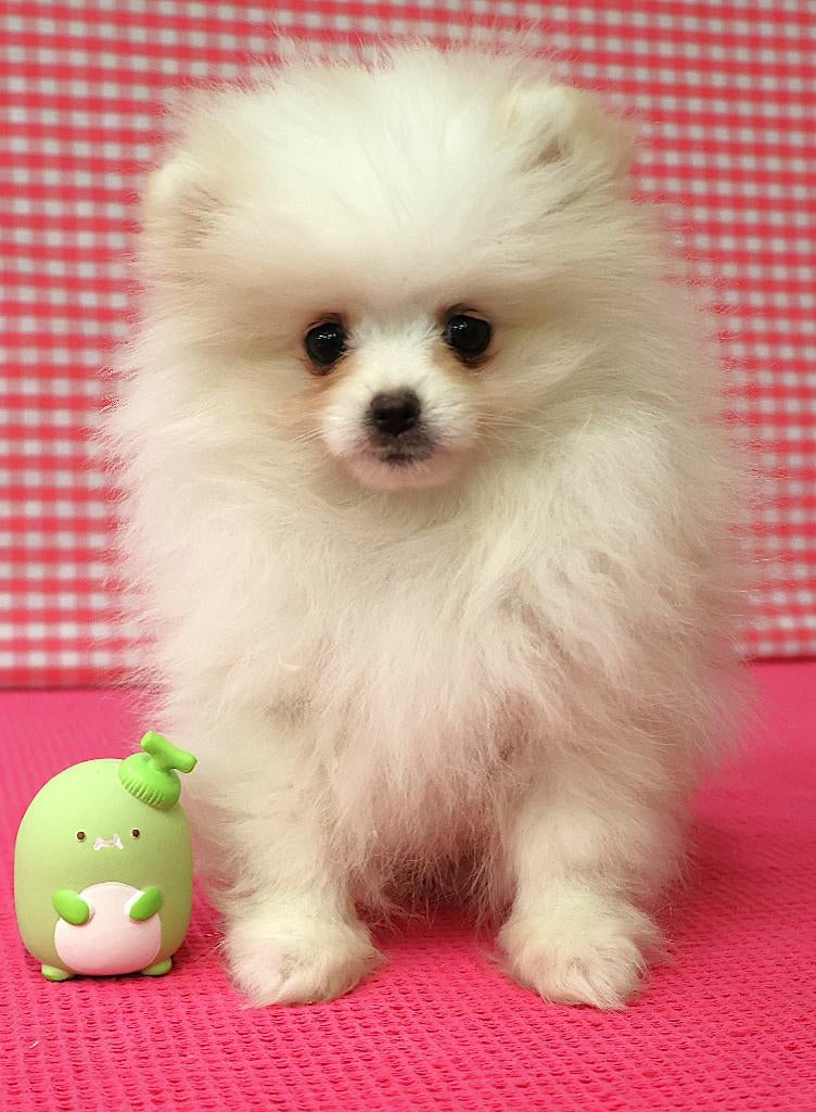 Chiot lou lou de Poméranie super mignon !, 15 semaines à 1 an, Étranger, Loulou, Hépatite contagieuse (maladie de Rubarth)