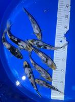 Tosai Shiro Utsuri 15-20cm et plus., Animaux & Accessoires, Carpe ou Koï