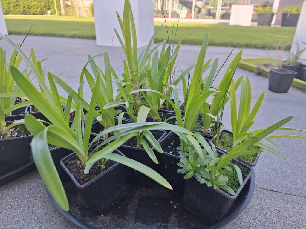 agapanthus verschillende formaten kleur blauw/paars, Vaste plant, Halfschaduw, Zomer, Ophalen