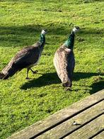 Jonge blauwe pauwen, Dieren en Toebehoren, Pluimvee