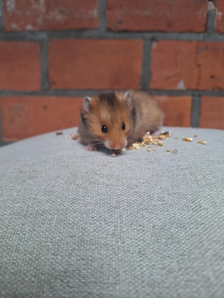 Jonge goudhamsters, verschillende kleurtjes, tam, Dieren en Toebehoren, Knaagdieren, Hamster, Februari, Meerdere dieren, Tam