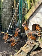 Padua hanen, Dieren en Toebehoren, Pluimvee, Mannelijk, Kip