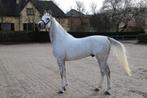 Atletische Arabische volbloedhengst TER DEKKING, Dieren en Toebehoren, Hengst