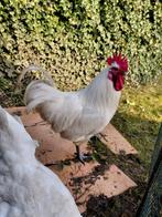 Bresse  kip + haan, Dieren en Toebehoren, Meerdere dieren, Kip