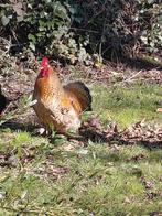 Cochin haan, Dieren en Toebehoren, Pluimvee, Mannelijk, Kip