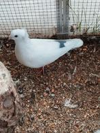 Sierduifje, Dieren en Toebehoren