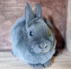 Rex dwerg in blauw., Mannelijk, Dwerg, 0 tot 2 jaar