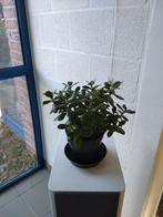 Crassula ovata - Jadeplant (kamerplant), Maison & Meubles, Plantes d'intérieur, Enlèvement, Plante succulente, En pot