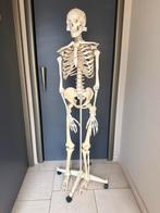 Anatomisch skelet, Diversen, Ophalen, Zo goed als nieuw