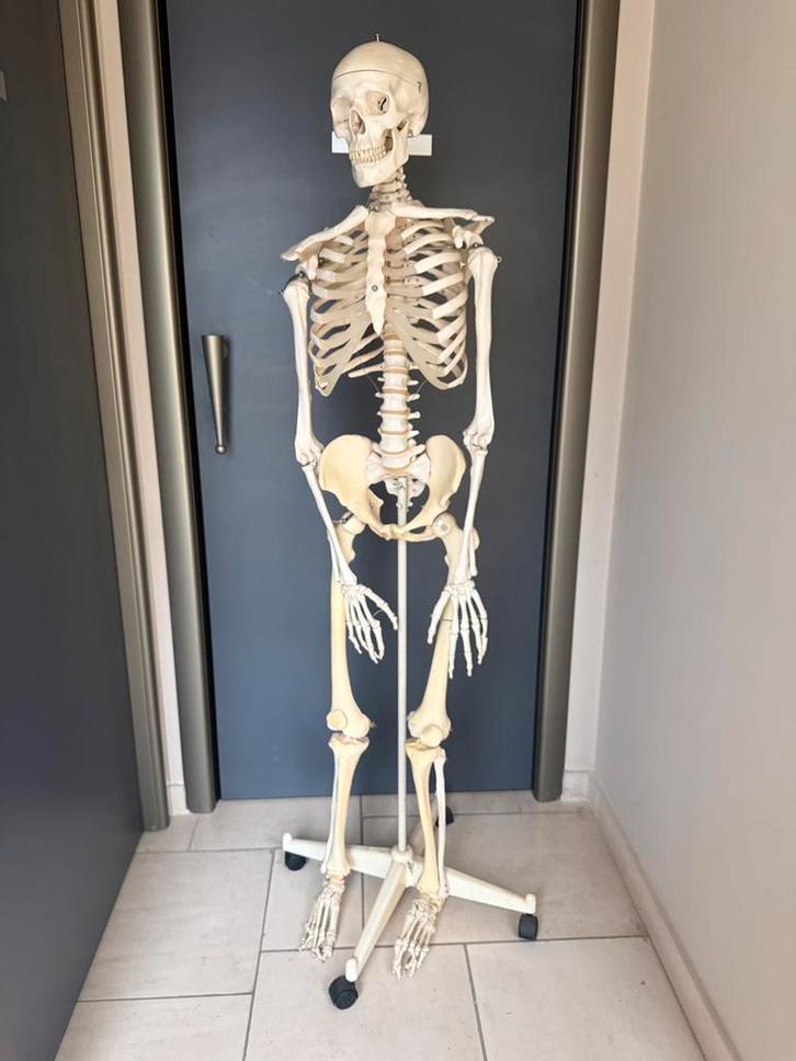 Squelette anatomique, Divers, Fournitures scolaires, Comme neuf, Enlèvement
