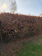 Beukenhaag gratis, Ophalen, Beukenhaag