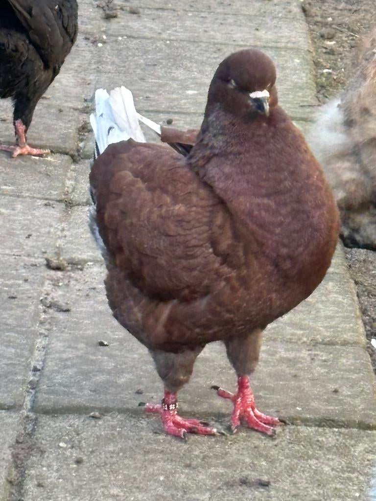 Koppel king duiven te koop, Meerdere dieren, Overige soorten