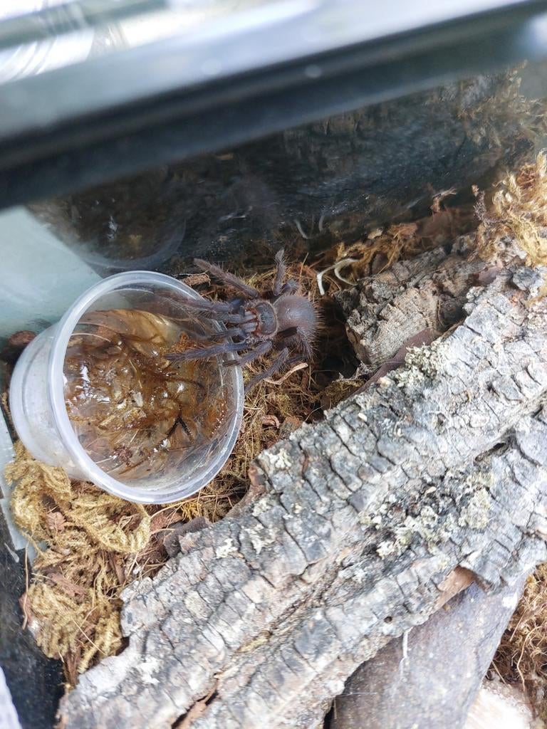 Lasiocyano sazimai (tarantula spin +/-4cm)