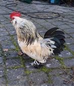 Ukkelse baardkrielhaan