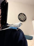 2 Grasparkieten met kooi, Mannelijk, Parkiet, Tam