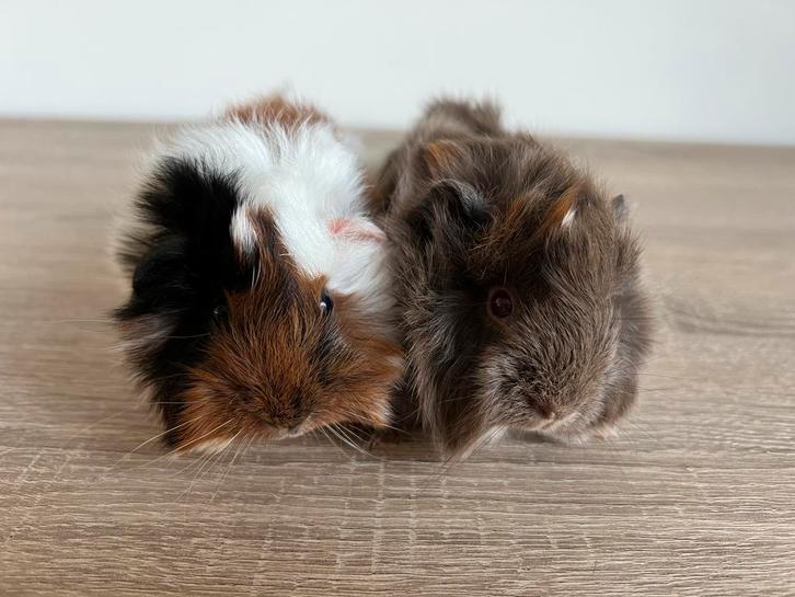 Twee lieve, jonge cavia broertjes, peruvian mix langharig, Dieren en Toebehoren, Knaagdieren, Mannelijk, Cavia, Februari, Tam