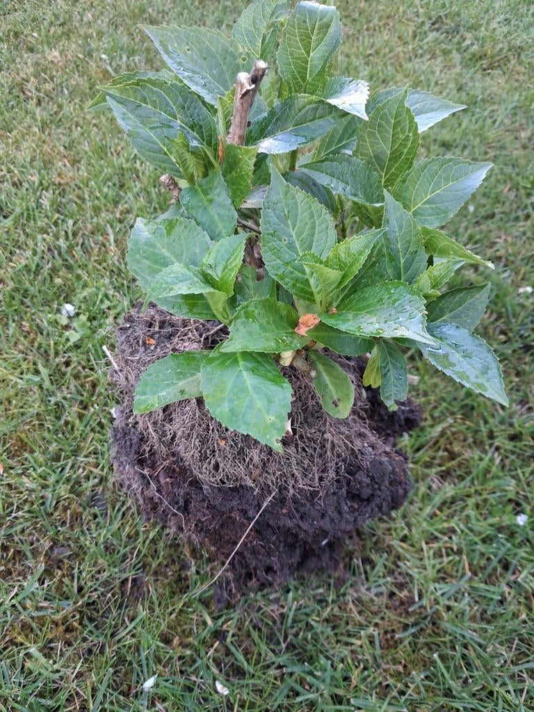 Hortensia, Enlèvement, Hortensia