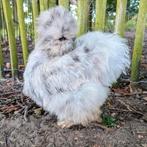 Hennen usa zijdehoenders sierkippen zijdehoen kippen, Dieren en Toebehoren, Pluimvee, Vrouwelijk, Kip