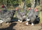 Poussins coucous de Malines