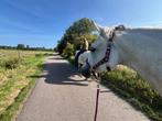 Bomproof pony/klein paardje gezocht!, Dieren en Toebehoren, E pony (1.48m - 1.57m), Ruin, Zadelmak, 11 jaar of ouder