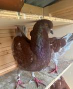 Duitse modena Schittie, Dieren en Toebehoren, Vogels | Duiven, Overige soorten