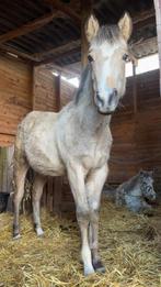 Pouliche paint, Animaux & Accessoires, Vermifugé, Moins de 160 cm, 0 à 2 ans, Non dressé