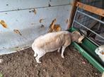 overjaarse ram (ruischaap) zoekt een goede thuis, Dieren en Toebehoren, Mannelijk, Schaap, 0 tot 2 jaar