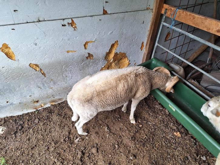 overjaarse ram (ruischaap) zoekt een goede thuis, Dieren en Toebehoren, Schapen, Geiten en Varkens, Schaap, Mannelijk, 0 tot 2 jaar