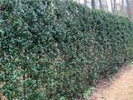 Ilex heckenstar, Ophalen, 100 tot 250 cm