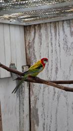 Rosella parkiet, Dieren en Toebehoren, Parkiet, Geringd