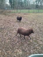 Prachtig trio quesant mini schaapjes 2drachtige ooien 1ram, Dieren en Toebehoren, Schapen, Geiten en Varkens, Meerdere dieren