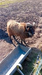 Quessant schaap, stoere mooie Ram, Dieren en Toebehoren, Schapen, Geiten en Varkens, Schaap